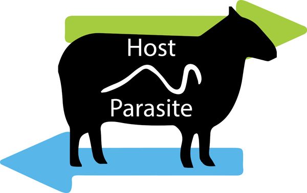 image of a sheep showing direction/relationship of a host and a parasite