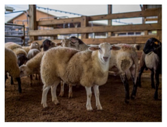a sheep that is 50% Texel / 50% Katahdin