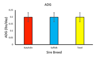 ADG rate of 3 groups of sheep in 3 year study 