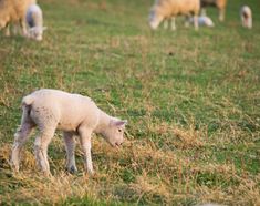 lamb grazing in a field