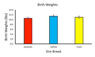 chart of birth weights of Katahdin, Suffolk, Texel