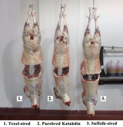 three hanging sheep carcasses--1) Texel-sired, 2) Purebred Katahdin, 3) Suffolk-sired
