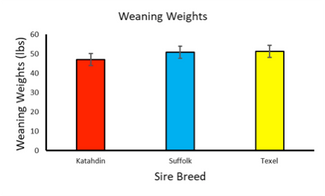 chart showing weaning weights of Katahdin, Suffolk, Texel
