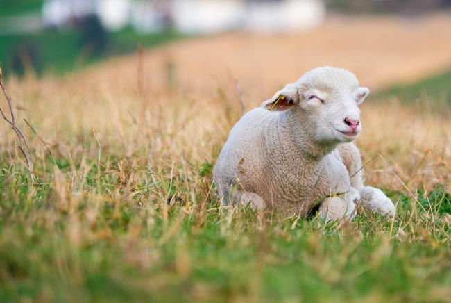 image of lamb laying in field