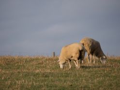 two sheep grazing in a field